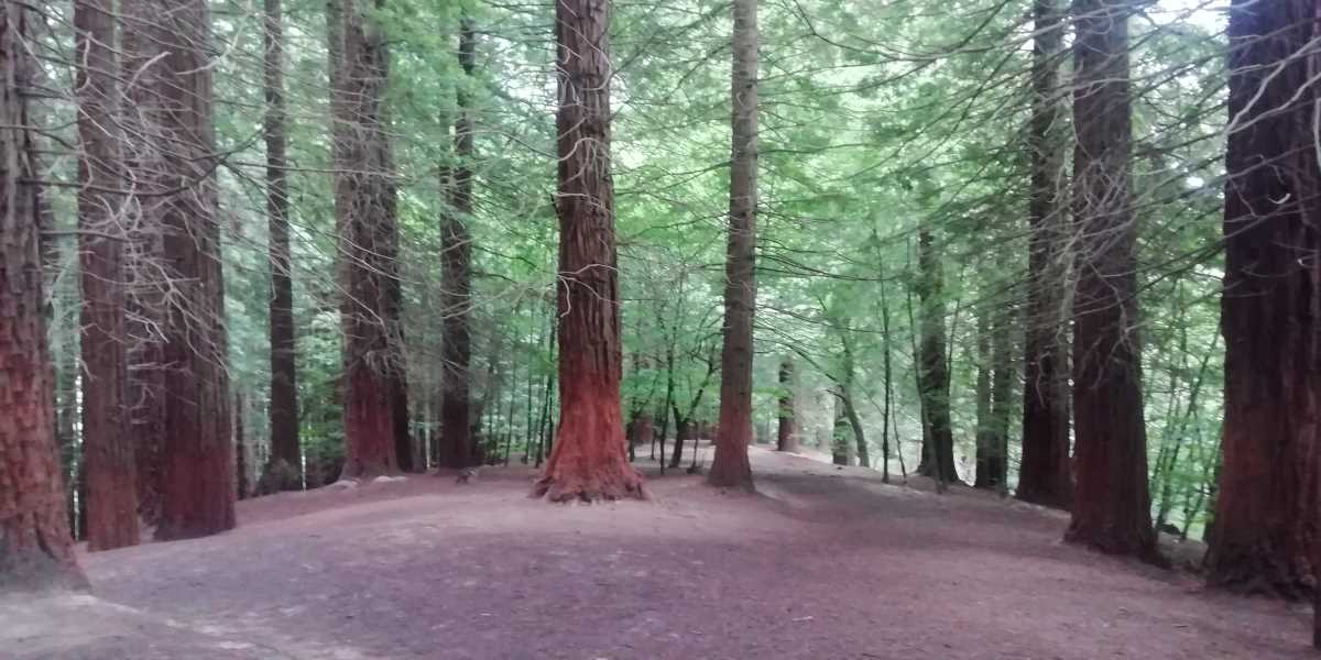 bosque secuoyas cabezon de la sal cantabria