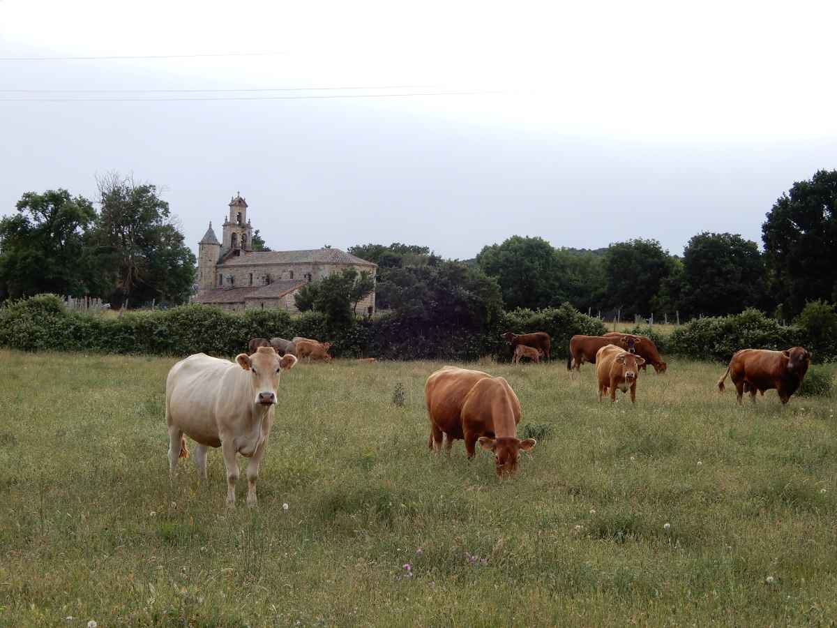 orzales embalse ebro vacas cantabria