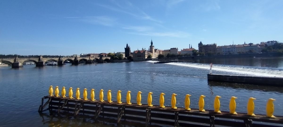 praga chequia puente rio ciudad vieja pinguinos