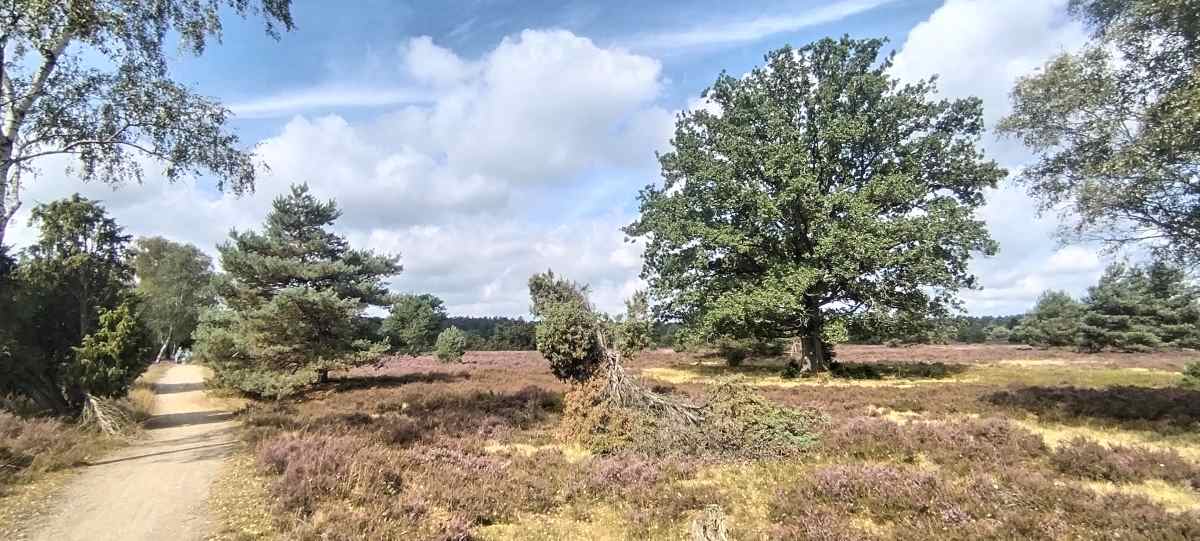 brezal luneburg heide sendero parque naturaleza